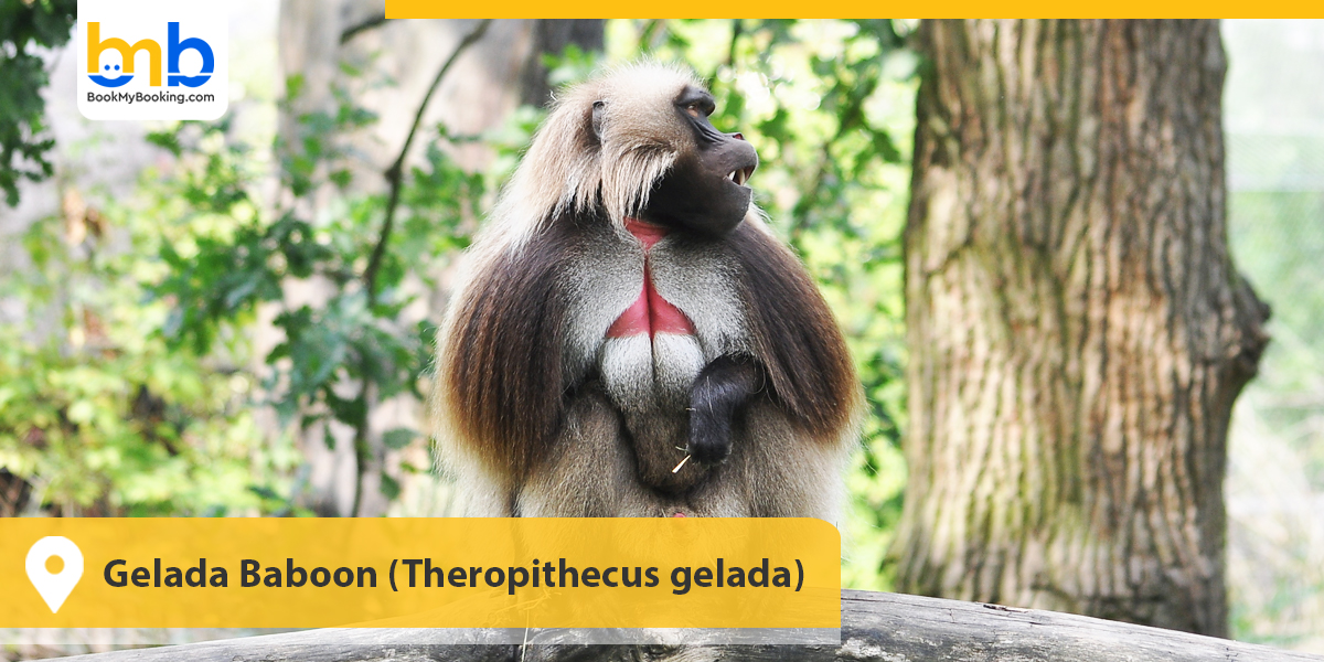 Gelada Baboon